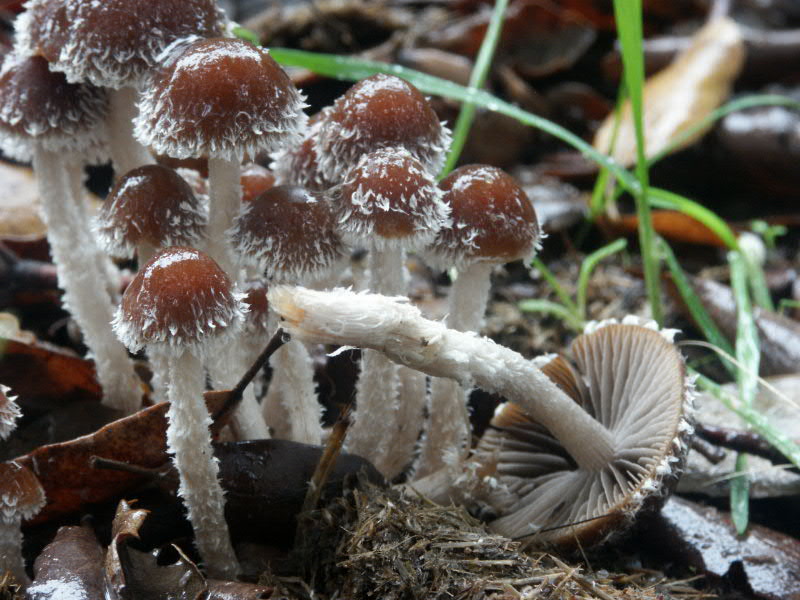 Panaeolus? (cfr. Psathyrella hirta/P. spintrigera)